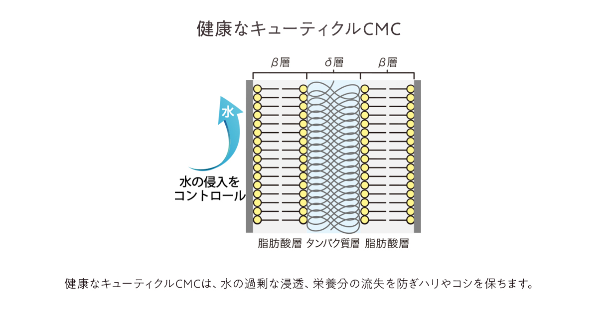 健康なキューティクルCMC