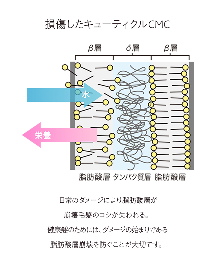 損傷したキューティクルCMC 日常のダメージにより脂肪酸層が崩壊毛髪のコシが失われる。健康髪のためには、ダメージの始まりである脂肪酸層崩壊を防ぐことが大切です。