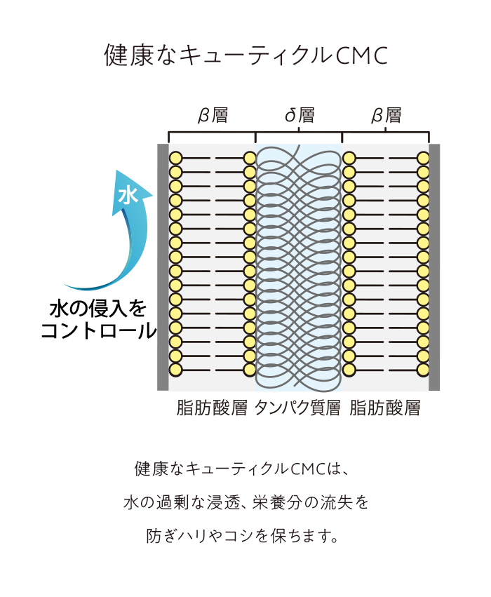 健康なキューティクルCMC 健康なキューティクルCMCは、水の過剰な浸透、栄養分の流失を防ぎハリやコシを保ちます。