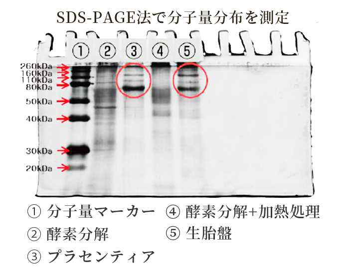 SDS-PAGE法で分子量分布を測定