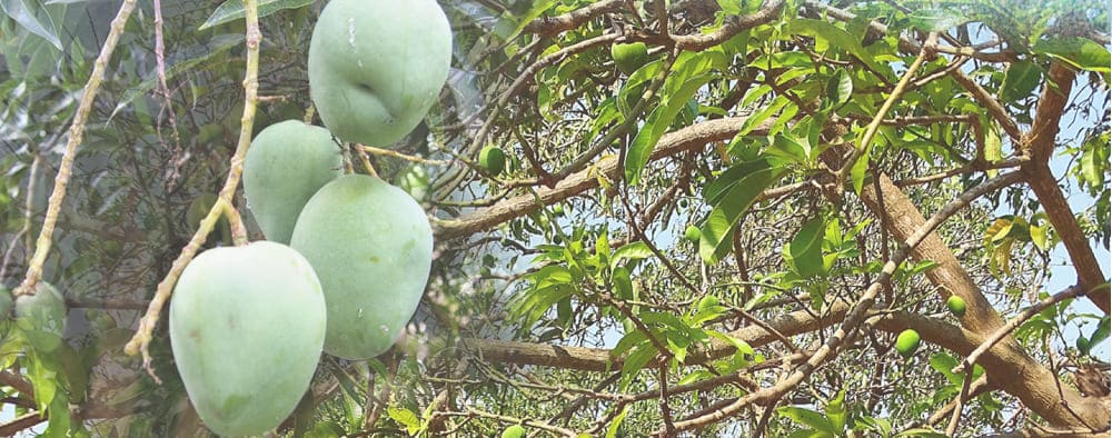 古くから、アフリカ各地で食材として用いられてきたアフリカマンゴノキ。 その抽出エキスが、昨今の研究により健康サポート成分として注目されています。