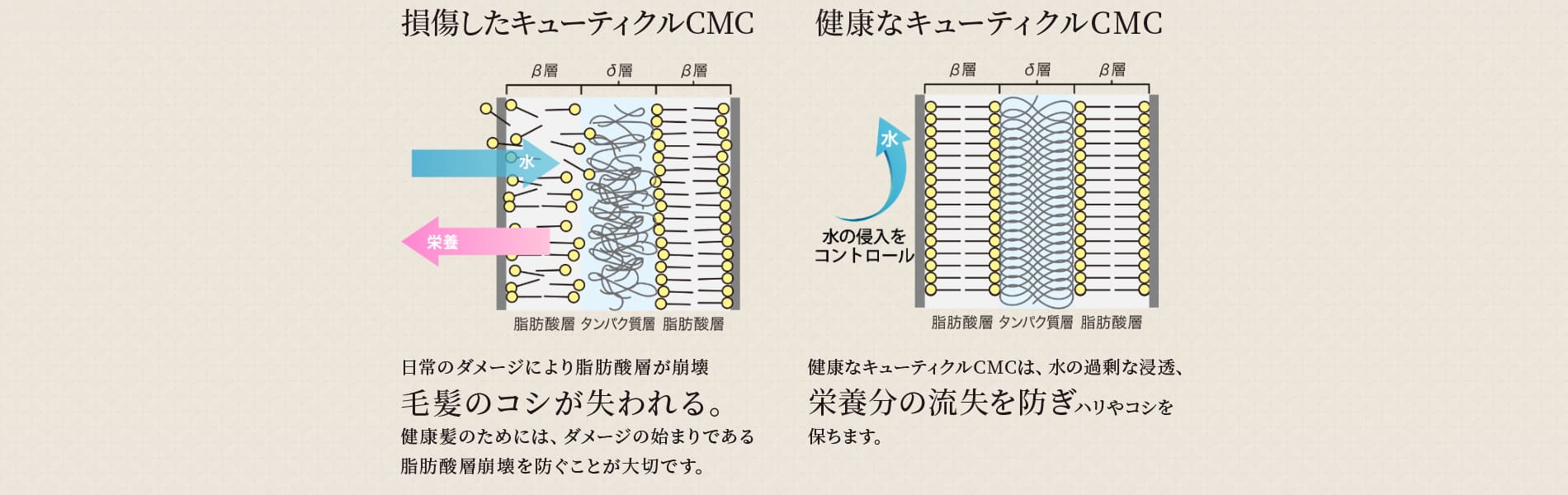 損傷したキューティクルCMC健康なキューティクルCMC