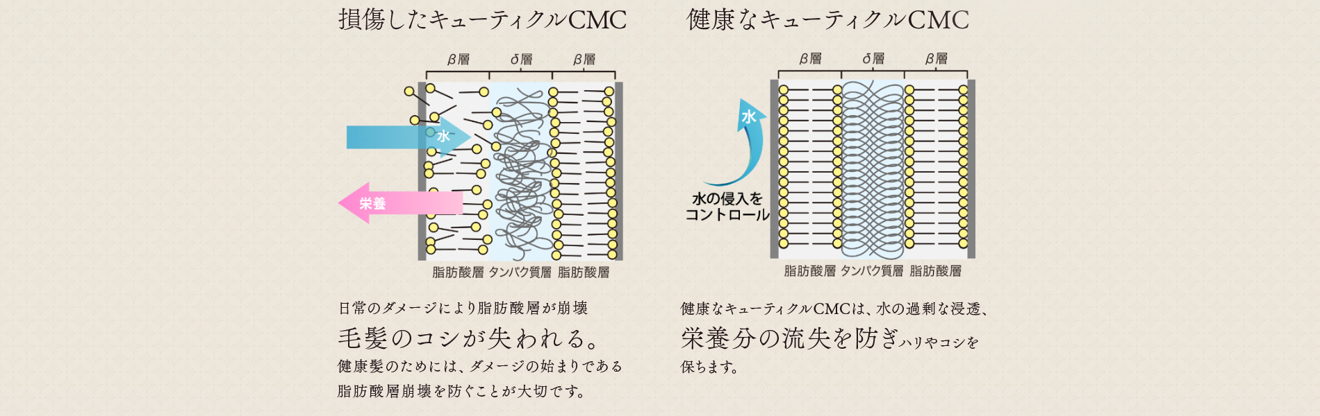 損傷したキューティクルCMC健康なキューティクルCMC　NIJIリズミックシャンプ-&トリートメント