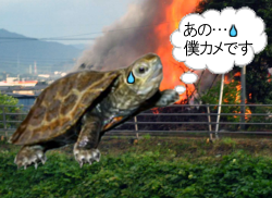 爬虫類とサルモネラ菌