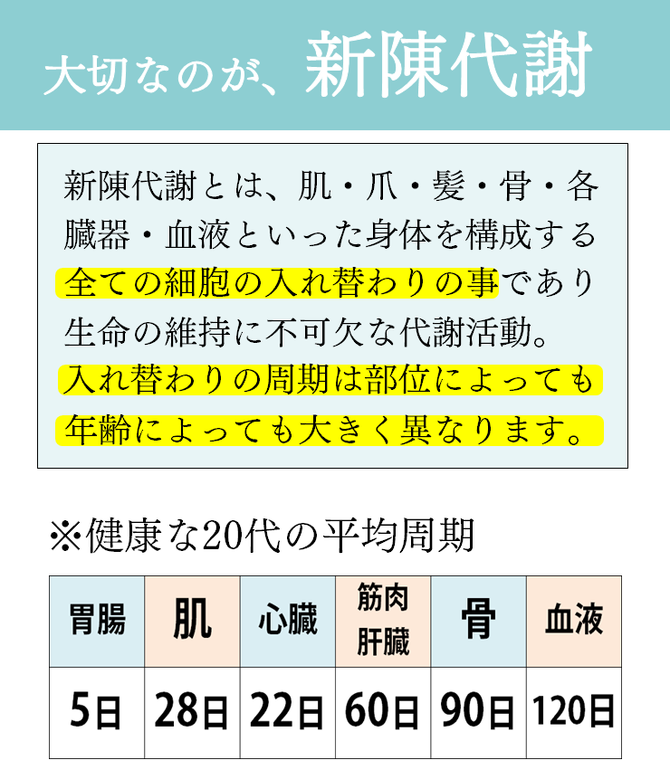 大切なのが、新陳代謝