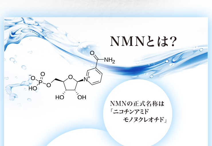 NMNとは？NMNの正式名称は「ニコチンアミドモノヌクレオチド」